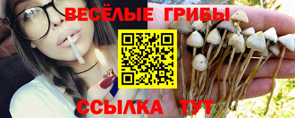 Псилоцибиновые грибы Cubensis Большой Камень